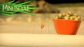 Minuscule  Spider from the dephts / Araignée des abysses (Season 2)