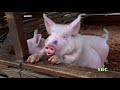 FARM ANIMALS on the FARM (real authentic sounds) compilation - 55 min. KID COLLECTION - Part 2