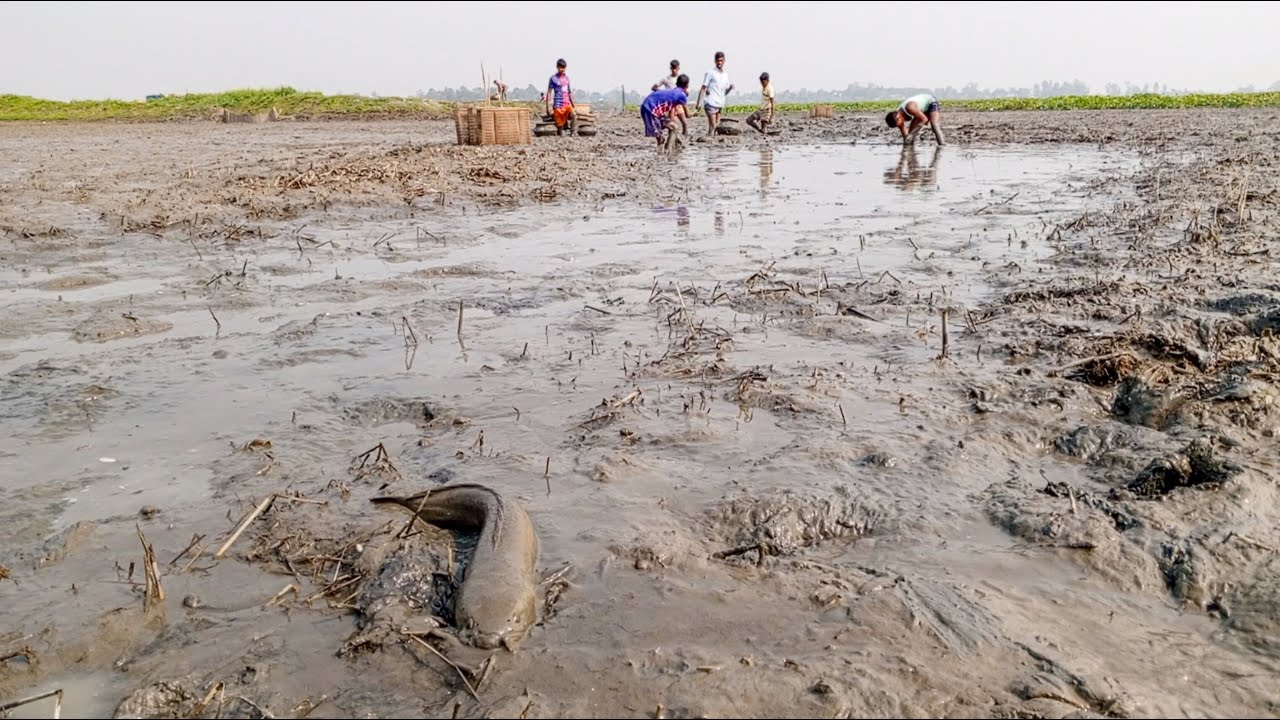 Boys Fish Catching in The Village Mud Water II best hand fishing video II traditional fishing life