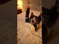 Cat Wakes Up From a Bad Dream | 猫が悪夢から目覚めた瞬間