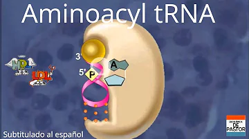 ¿Qué función cumple el ARN de transferencia ARNt en el marco de la síntesis de proteínas?