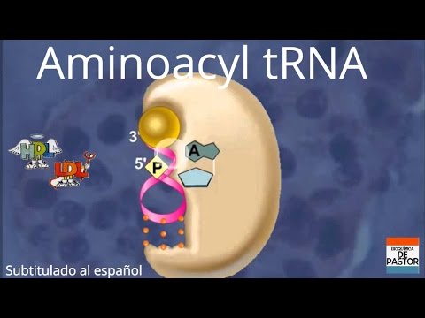 Video: ¿Qué quiere decir con la carga de tRNA?