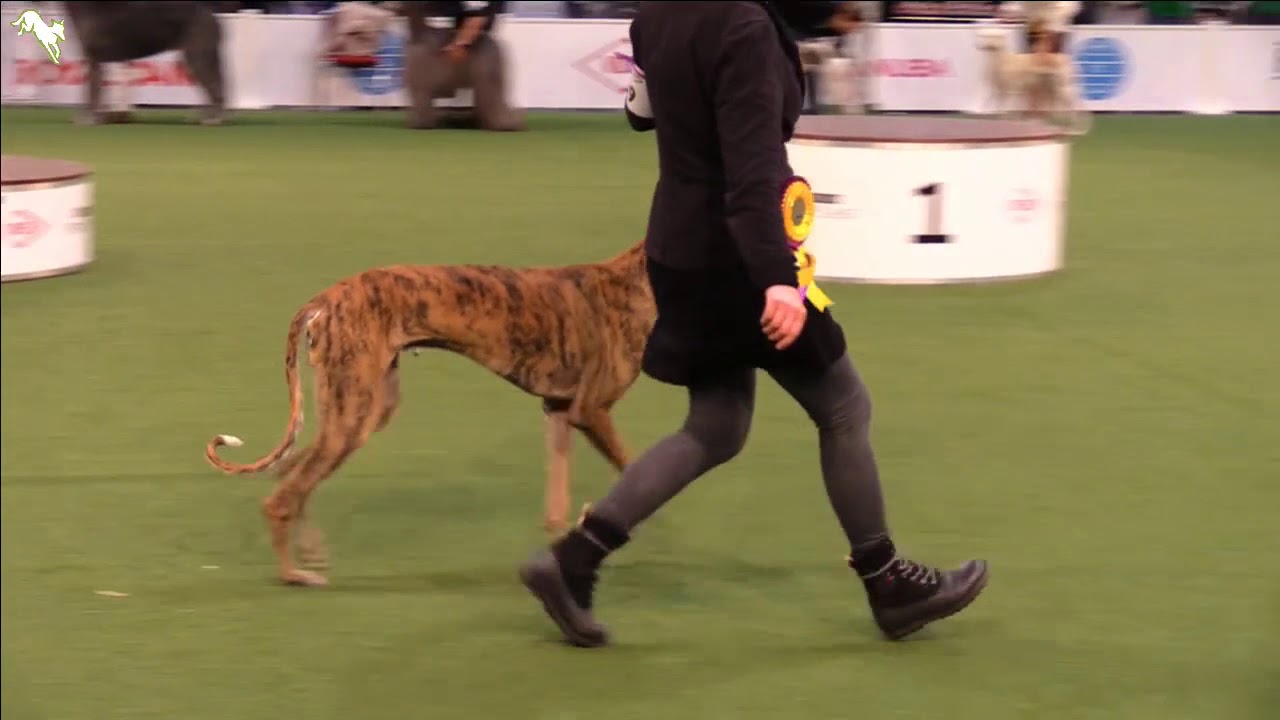 knpv berger hollandais VDH Europasieger - Tag 1 // Best in group 10 (INT)