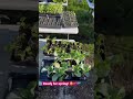 Ready for spring gardening! 😍🙌🏽🌱