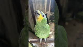 El loro alzado #parrot