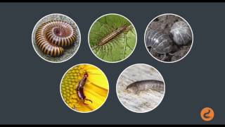Common Bugs Found in Your Home: Homeowner’s Guide to Pest Control