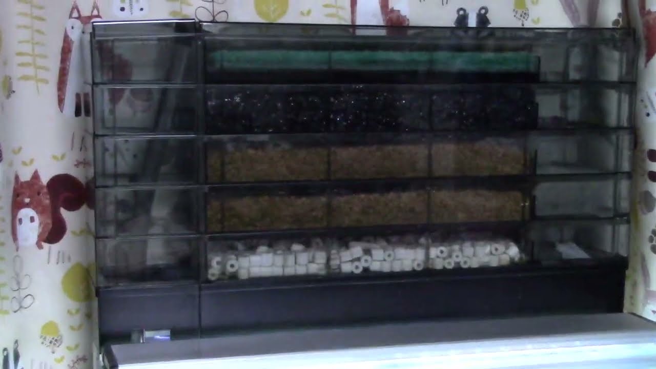 ドライ層 熱帯魚 水ピカピカ