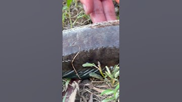 Câu cá là đạt được thành quả đi câu thôi cần thủ vĩ đại #caucaedu #cauca #caucagiaitri #cancaumay