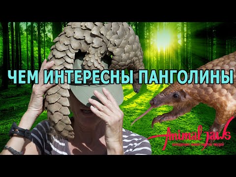 Панголины: Контрабанда чешуей и чем они интересны