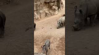 Bioparc 🦒🐘🦓Valencia Spain 🇪🇸 #bioparc #valencia #spain #shorts #animals