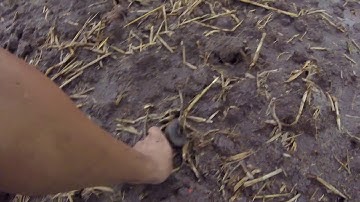 Chỉ Cần Chờ Cá Chui Ra Rồi Bắt thôi MTSN Tập 29