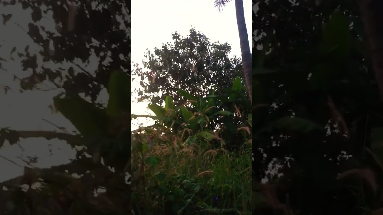 Plenty of Birds in one tree at Moodubelle