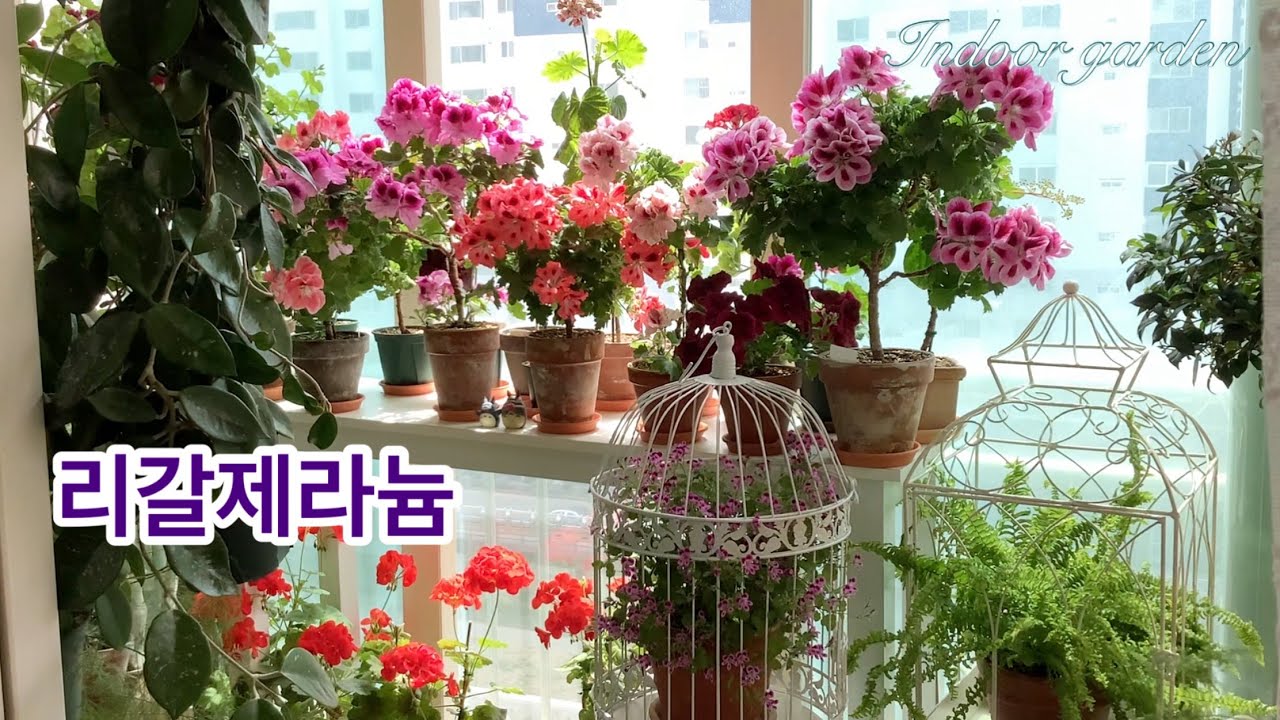 휴식기 끝내고 다시 시작합니다/리갈제라늄