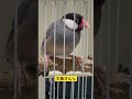 文鳥との生活#文鳥#ペット #小動物好きと繋がりたい #かわいい #可愛い動物#shortsvideo #shortvideo #shorts #short