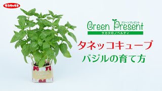 タネッコキューブ　バジルの育て方