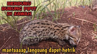 kucing hutan berburu mangsa || burung pipit jadi target makanan paporit