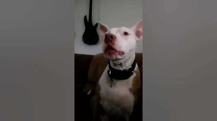 My brat dog