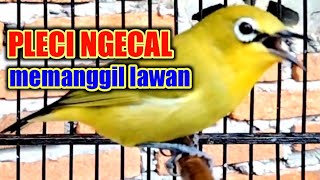 Download Lagu pleci ngecal Memanggil lawan 100% LANGSUNG NYAUT|| Pancingan pleci. MP3