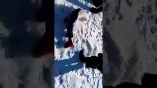 Большой таймень