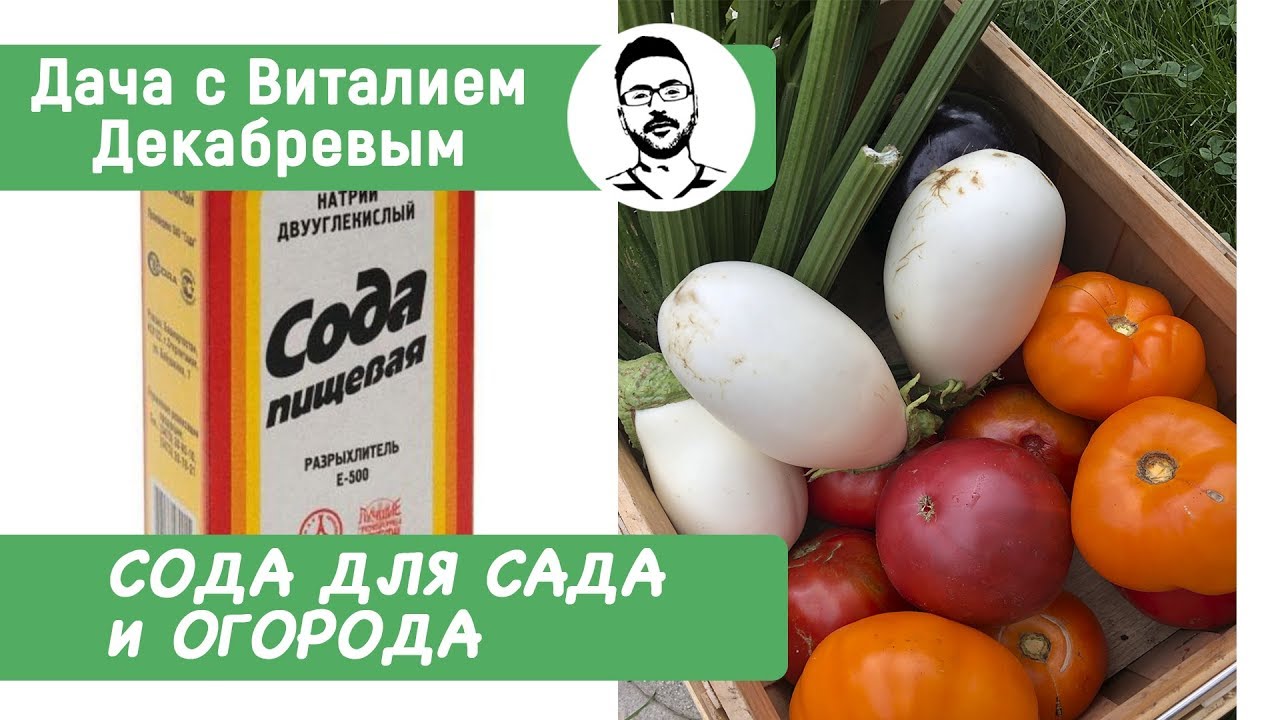 Пищевая сода. Потрясающие свойства соды в саду и огороде!