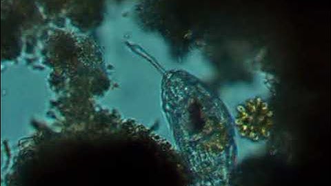 Slow Motion Microscopy of a Synurid and a Rotifer