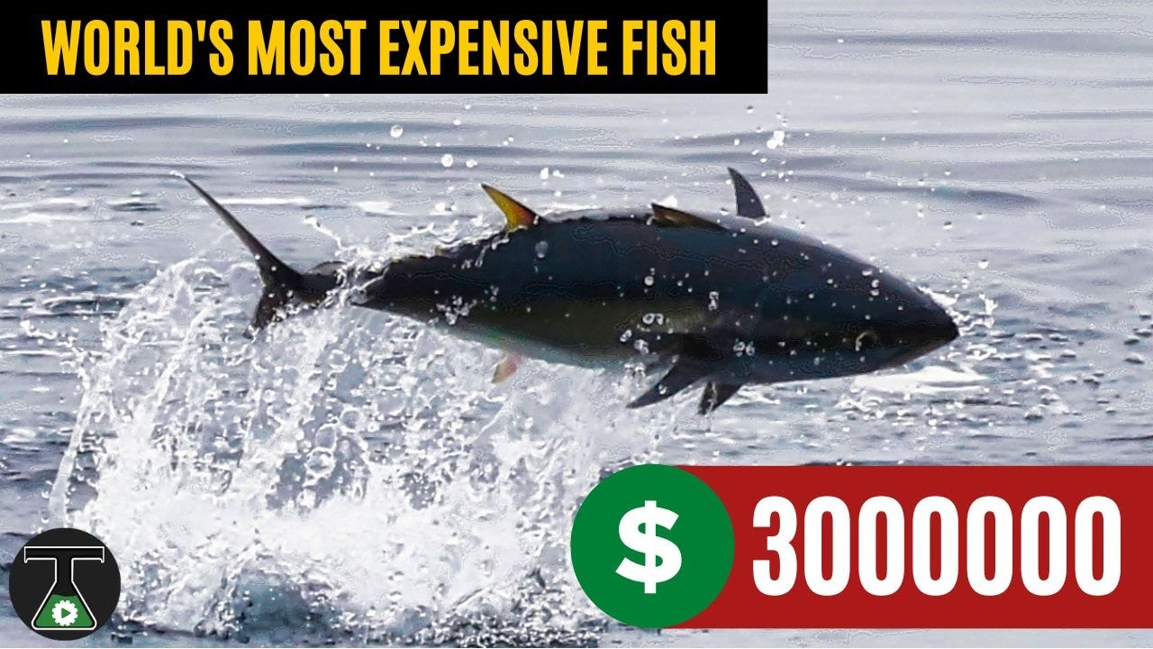 World's Most Expensive Fish : BlueFin Tuna - ($30,00,000)