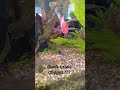 some of the purple grass fry became black grass guppys??? #guppy #guppybreeding #guppyfish