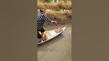 Kích bắt cá vuông tôm lên hàng đẹp #shorts