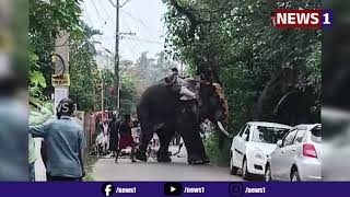 വല്ലാർപാടം പനമ്പുകാട് ആന ഇടഞ്ഞു.രക്ഷപ്പെട്ടത് തലനാരിഴയ്ക്ക്. l News 1