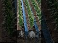 El manejo adecuado de los surcos mejora la distribución del agua