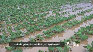 نبض الشارع - الظروف الجوية تلحق اضراراً بالمزارعين في الشعراوية