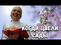 Когда цвели сады. Казачий ансамбль Атаман