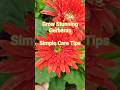 How to Grow Stunning Gerberas Easily! 🌿✨ Simple Care Tips