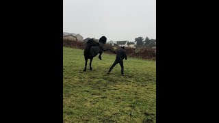 Horse keeps hurting its owners! What can i do to help?!