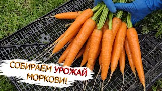 Собираем урожай моркови! Обзор моркови Лагуна