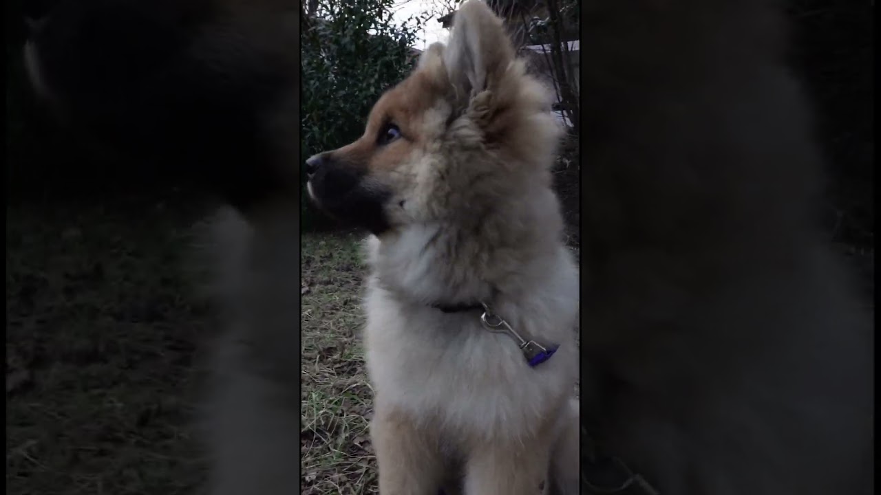 Is it a plane... Is it a... BIRD 🦅 