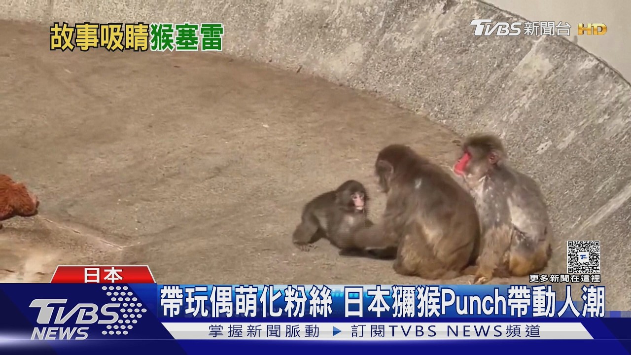 幫獼猴Punch交朋友! 動物園將設捐款管道 台劇《動物園》意外搭時事｜TVBS新聞 @tvbsnews24live