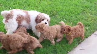 Cavapoo Puppies For Sale