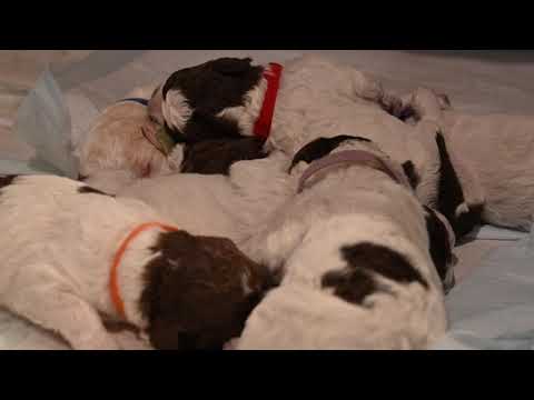 Sleeping Puppies
