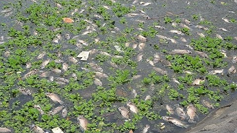 Cá lại chết hàng loạt nổi trắng mặt hồ ở Đà Nẵng