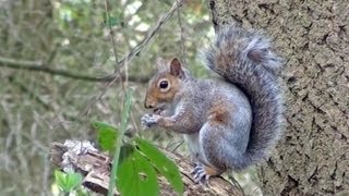 Gray Squirrel ***