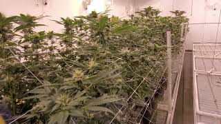 Grow update #11 | Kicking off week 4  ۜ\(סּںסּَ` )/ۜ