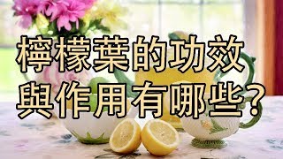 【檸檬葉】的功效與作用有哪些？ 奇趣秀TV