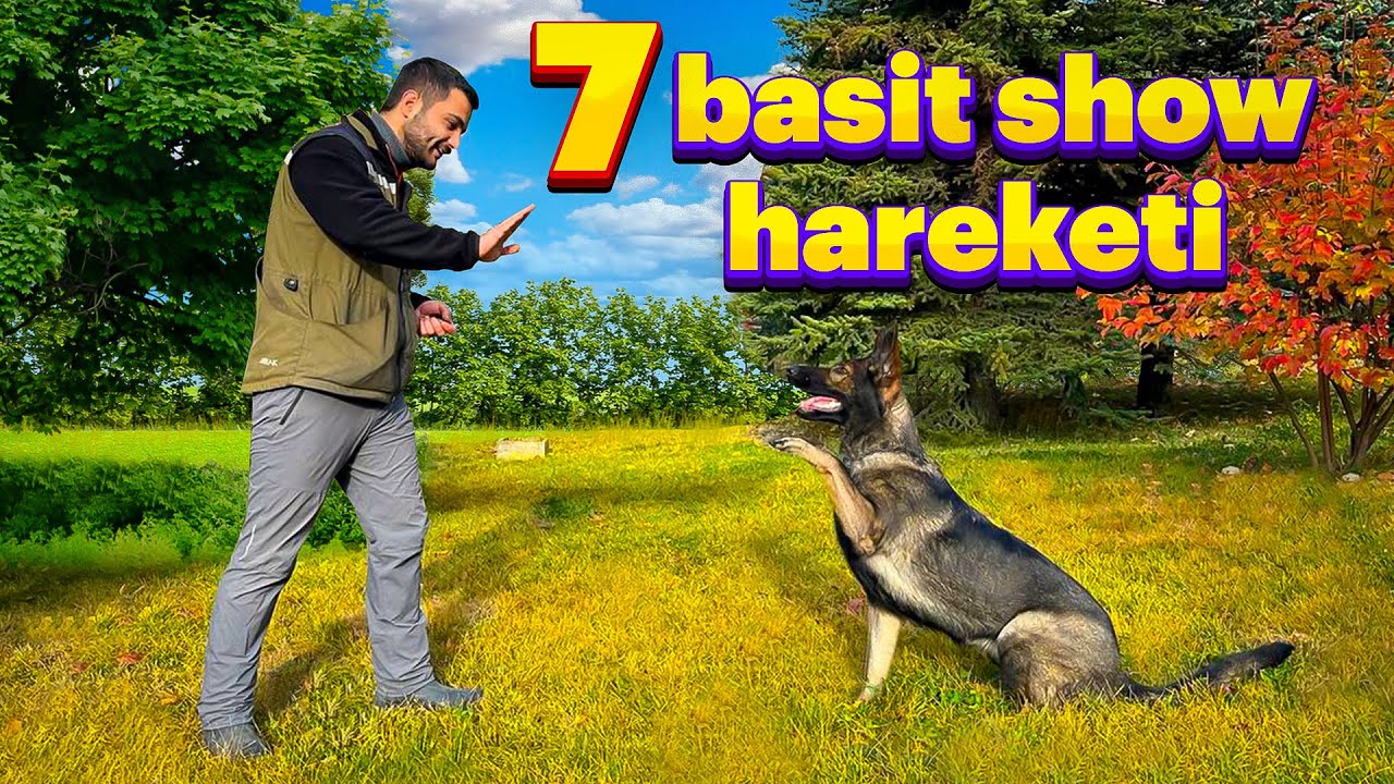KÖPEKLERİN  ÖĞRENMESİ GEREKEN 7 BASİT NUMARA 🐶