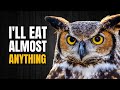 The GREAT HORNED OWL | One of the Most Common North American Owls
