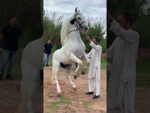 Horse Dance in Pakistan ❤️‍🩹 | MashAllah AnMol Ghora Well 🙌 |🐴🇵🇰#horse #horsedance #viral #pakistan