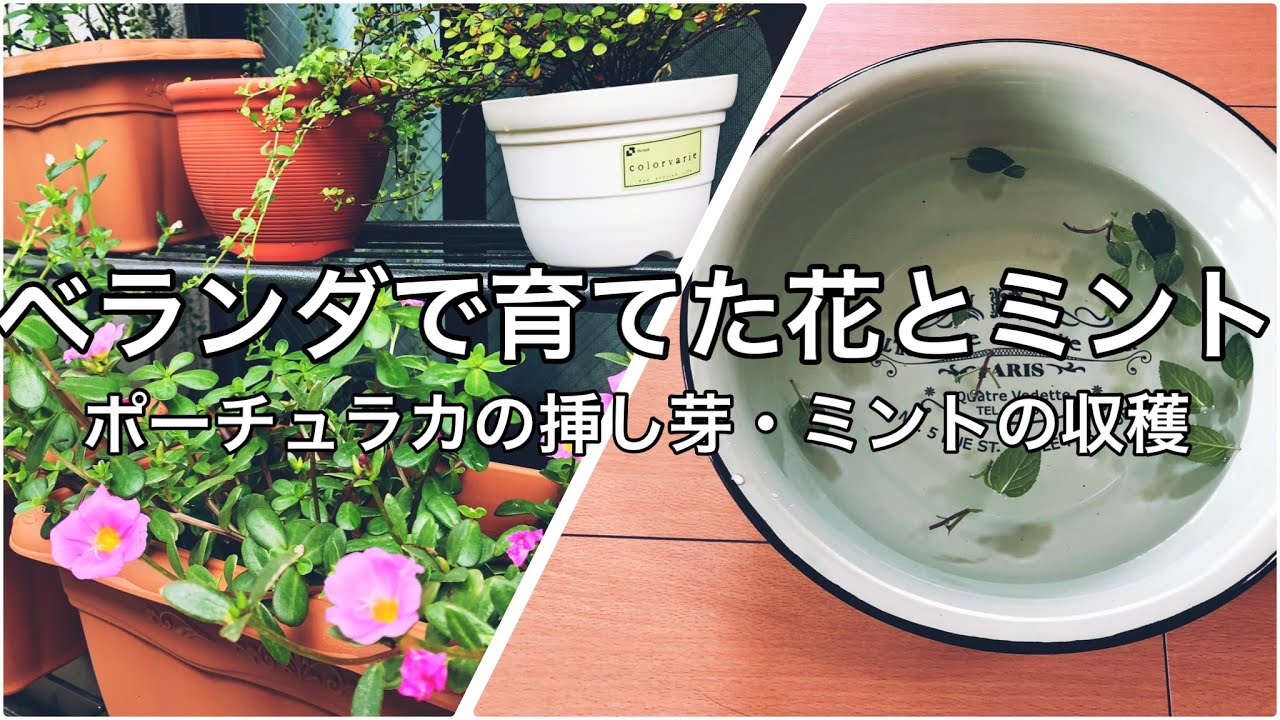 ベランダの植物 挿し芽で花を増やす ミントを収穫して生活に取り入れる Youtube