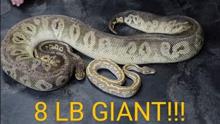 Ball Pythons Smallest to Biggest!