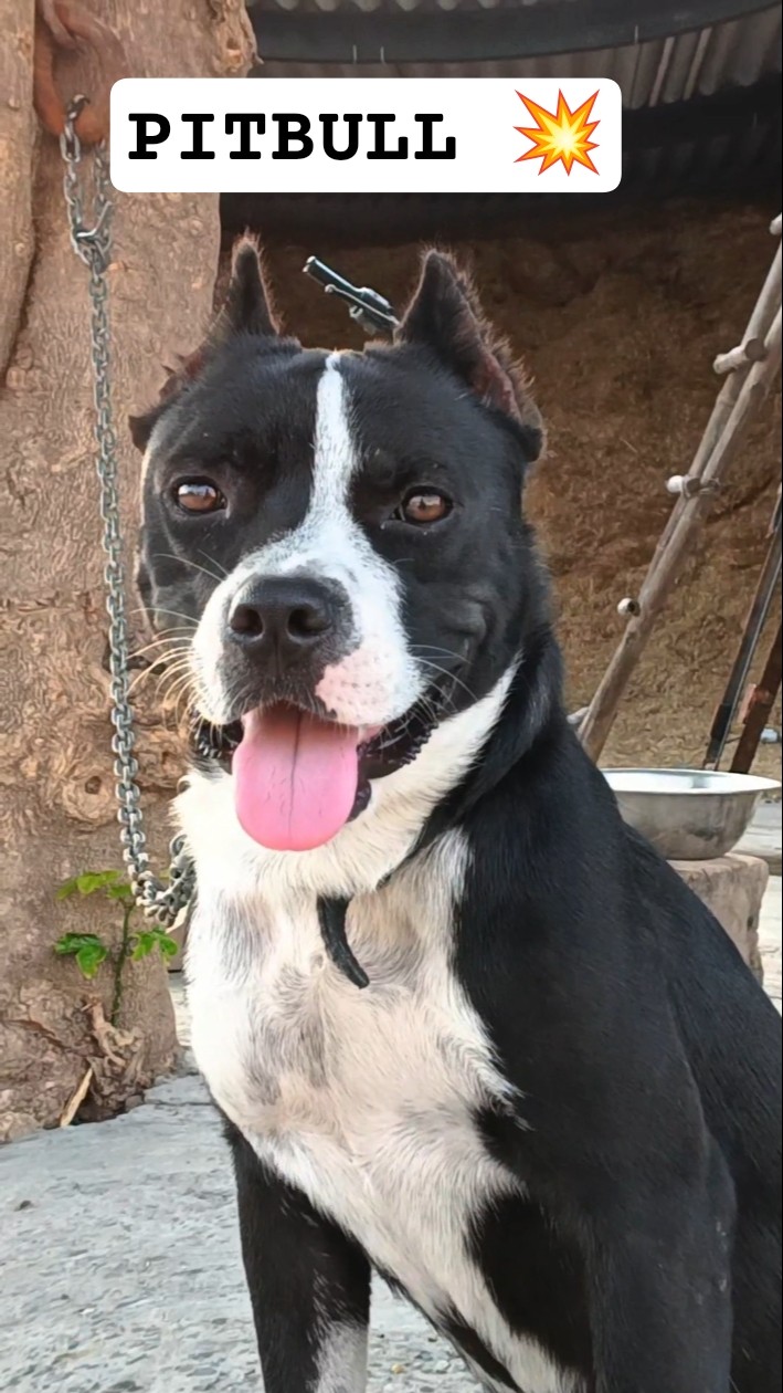 🦍Real PiTBULL💥 #pitbullgrip #americanbully #world