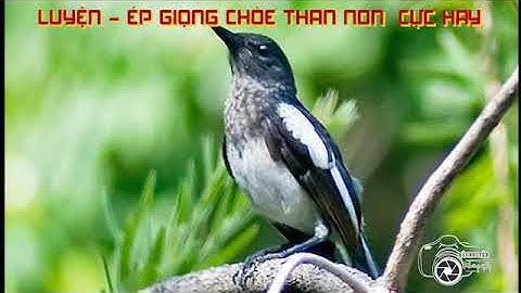 LUYỆN GIỌNG CHÒE THAN NON CỰC HAY